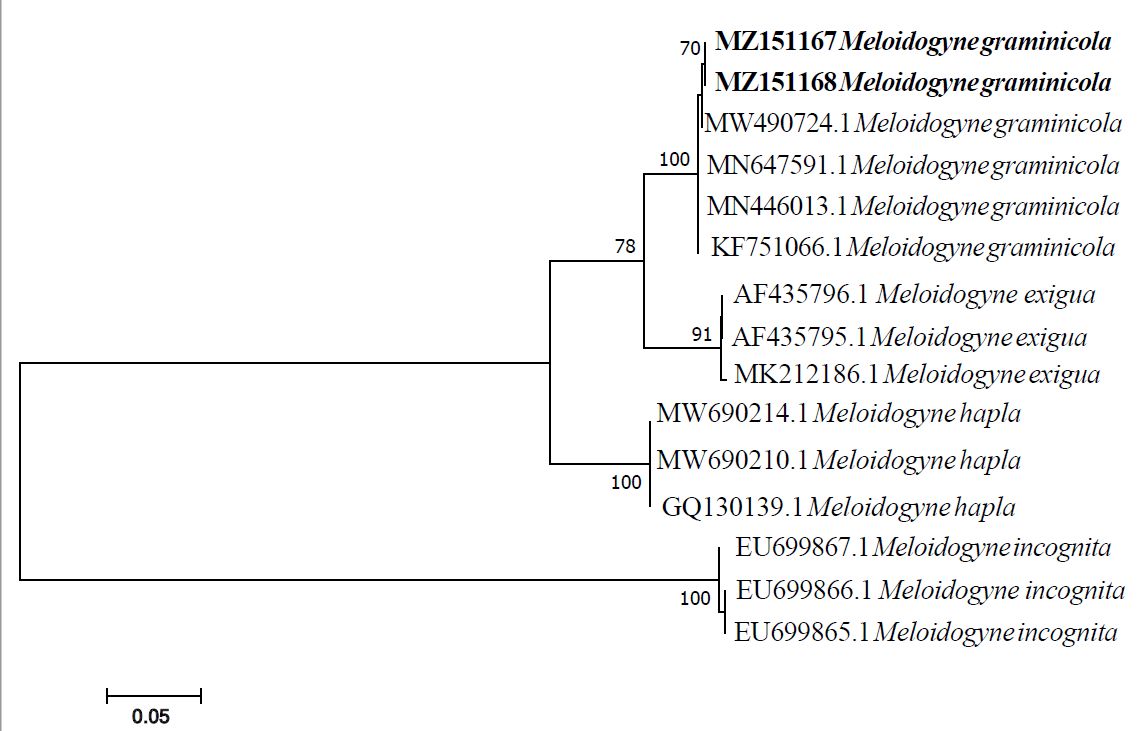 Phylogenetic analysis within populations and species of the genus Meloidogyne as inferred from maximum likelihood analysis using the D2-D3 of 28S rRNA gene sequence dataset with T92+G model. Newly obtained sequences are indicated in bold and the others were obtained from the GeneBank database.