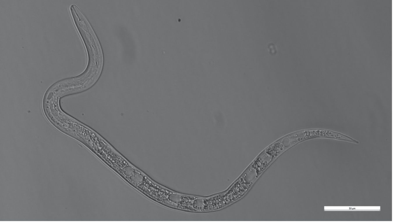 Root-knot nematode second-stage juvenile (J2) initially moves in the soil to find the root to invade in the early season. Note that this image is of Meloidogyne javanica. 