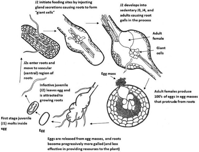 Generalized life cycle of the root-knot nematode Meloidogyne spp. (courtesy H. Regier, adapted from G. Abawi and V. Brewster). Note that, unlike other Meloidogyne species, Meloidogyne graminicola lays eggs within the host as an adaptation to flooded conditions.