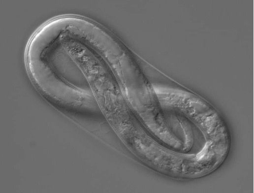 Root-knot nematode first-stage juvenile (J1) in the eggshell. Note that this image is of Meloidogyne incognita. 