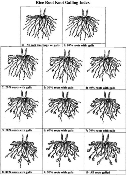 Rice root-knot nematode gall index for evaluating the infection severity caused by Meloidogyne graminicola. 
