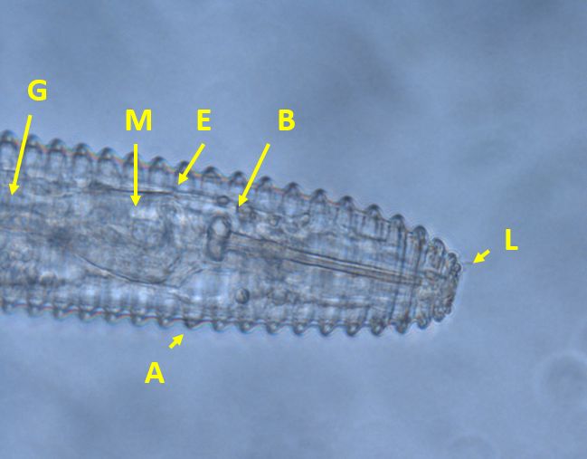 Anterior region of Mesocriconema ornatum. A = annulations. L = Lip annuals. B = Base of stylet. E = Esophageal lumen. M = Median bulb. G = Esophageal glands.  G, M, and E are compressed to create an amalgamated procorpus (compressed upper digestive organs), and B is near M.  These features are characteristic of nematodes in Criconematidae. A are large, rounded and retrorse, these are characteristic of Mesocriconema xenoplax and Mesocriconema ornatum. Subtle differences in L are used to distinguish between these two species.