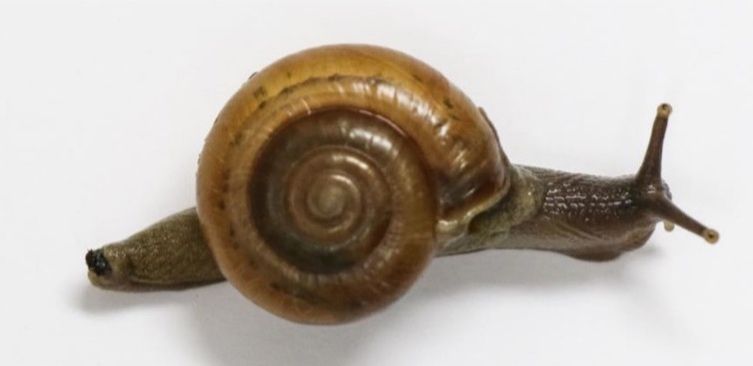 The horntail snail (Macrochlamys indica Benson). 