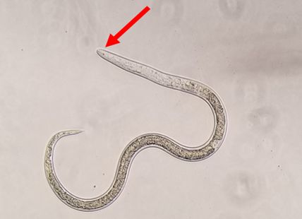 Red arrow pointing to anterior of Anguina pacificae juvenile. Note the small stylet with knobs (arrow), and poorly lack of esophageal definition. The juveniles are much slimmer than the adults. 