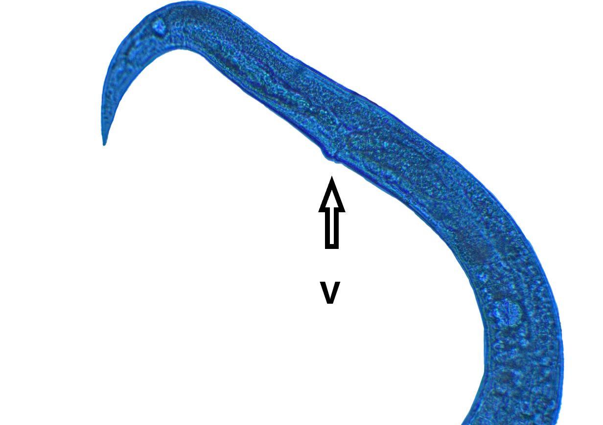 The vulva (V) of the female Anguina pacificae is located anteriorly, near the tail (T) of the nematode. 