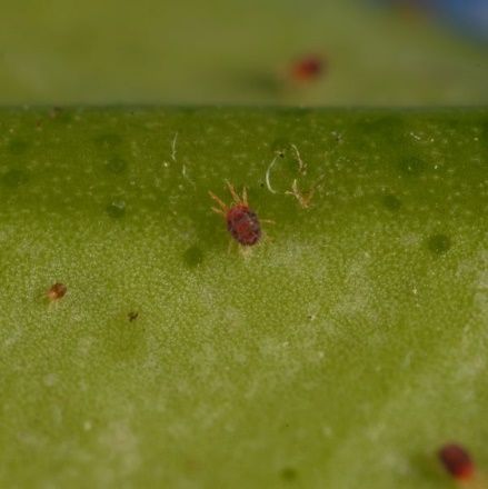 A ladybug on a green leaf  Description automatically generated with medium confidence