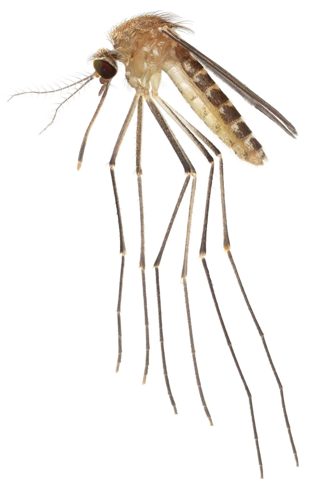 Adult female Culex quinquefasciatus, an important vector of West Nile virus in the United States, collected in Indian River County, Florida. 