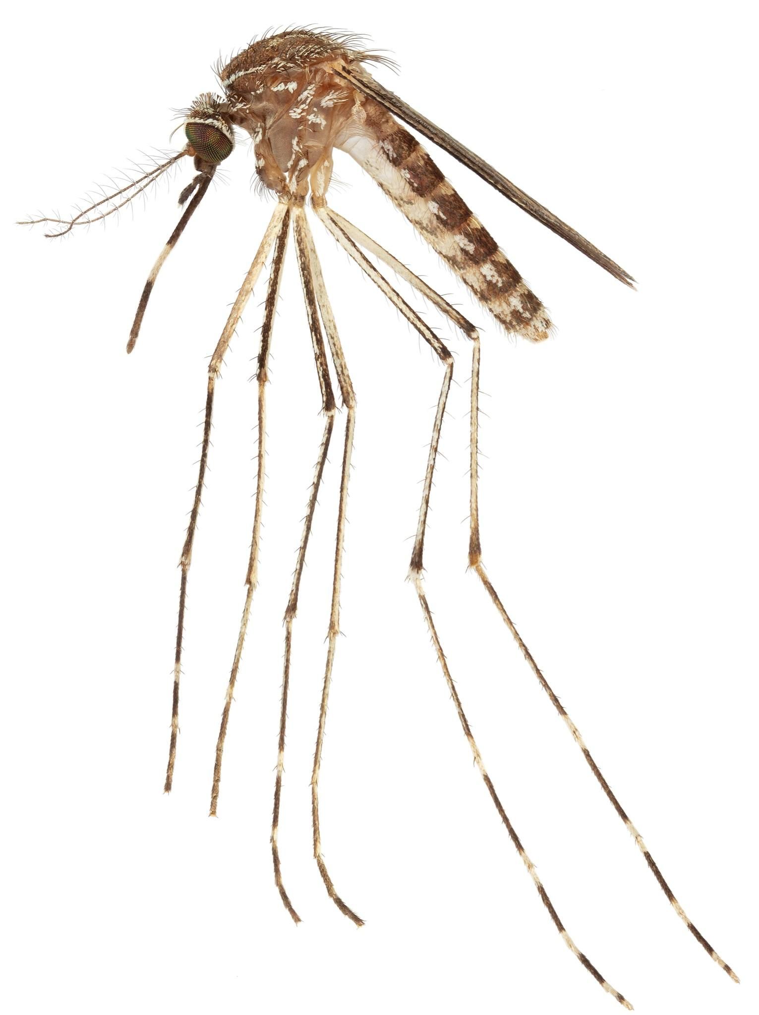 Adult female Culex tarsalis, an important vector for West Nile virus in the western United States, collected in Santa Cruz County, Arizona. 