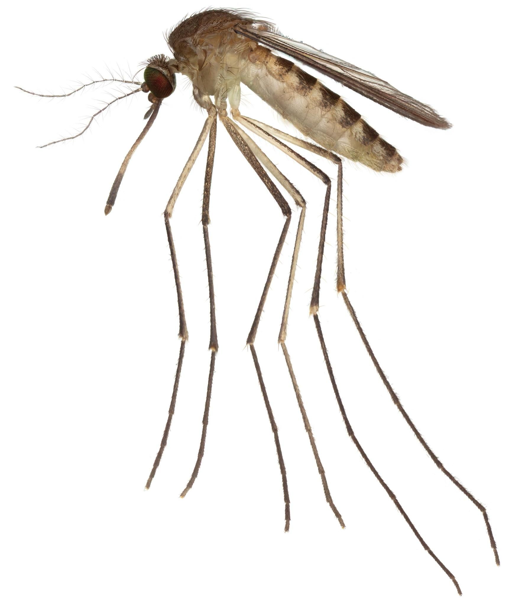 Adult female Culex nigripalpus, an important vector for West Nile virus in Florida and the southeastern United States, collected in Indian River County, Florida. 