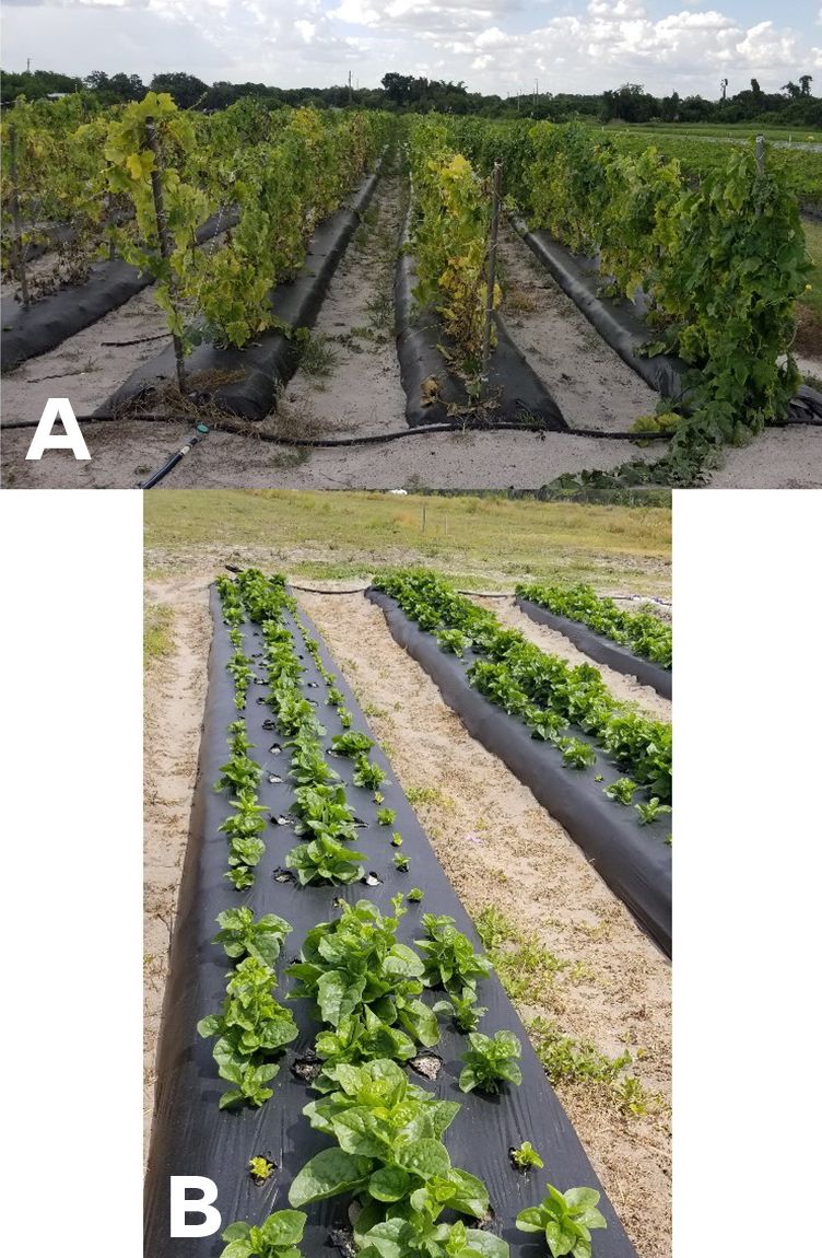 Typical aboveground symptoms of plants infected by plant-parasitic nematodes such as yellowing (A) and stunting (B). 