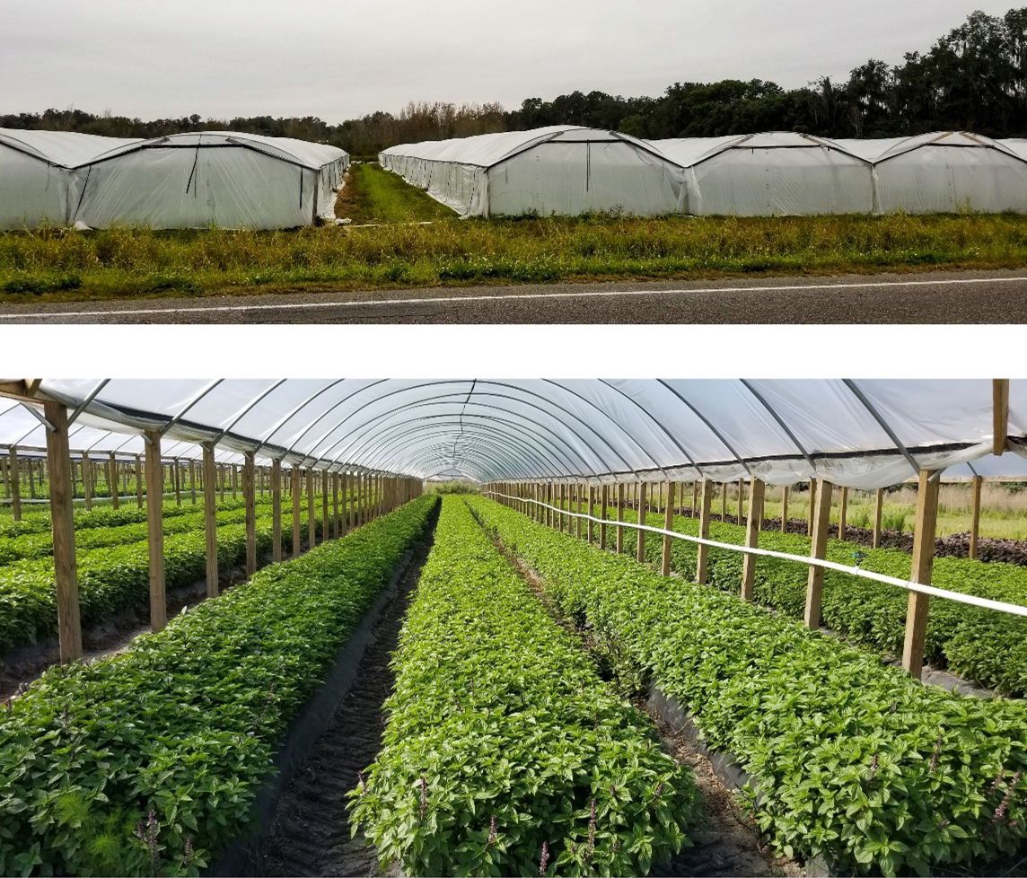 The plastic tunnels that growers use for Asian vegetables in Florida. 