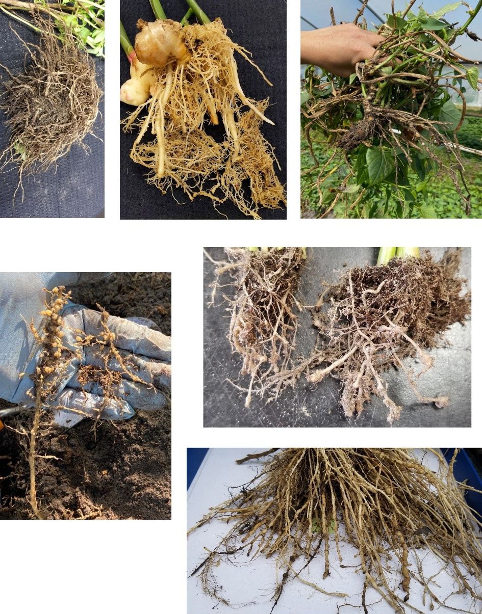 Galled roots caused by root-knot nematodes: clockwise from top left, Thai basil, ginger, sweet potatoes, Malabar spinach, water spinach, and luffa. 
