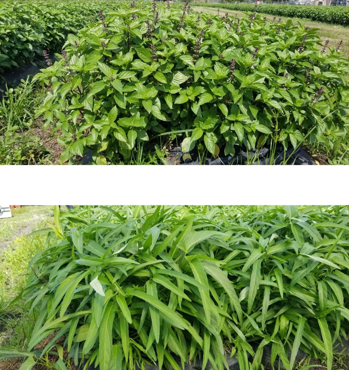 Two most commonly grown vegetables in Asian vegetable farms: top, Thai basil and bottom, water spinach. 