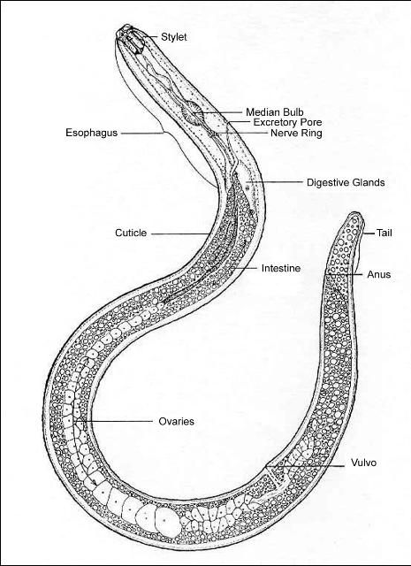 Figure 1. Typical plant-parasitic nematode.
