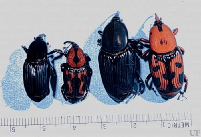 Figure 5. Adults of the palmetto weevil, Rhynchophorus cruentatus Fabricius, showing color variation.