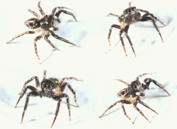 Multiple views of an adult male Anasaitis canosa. 