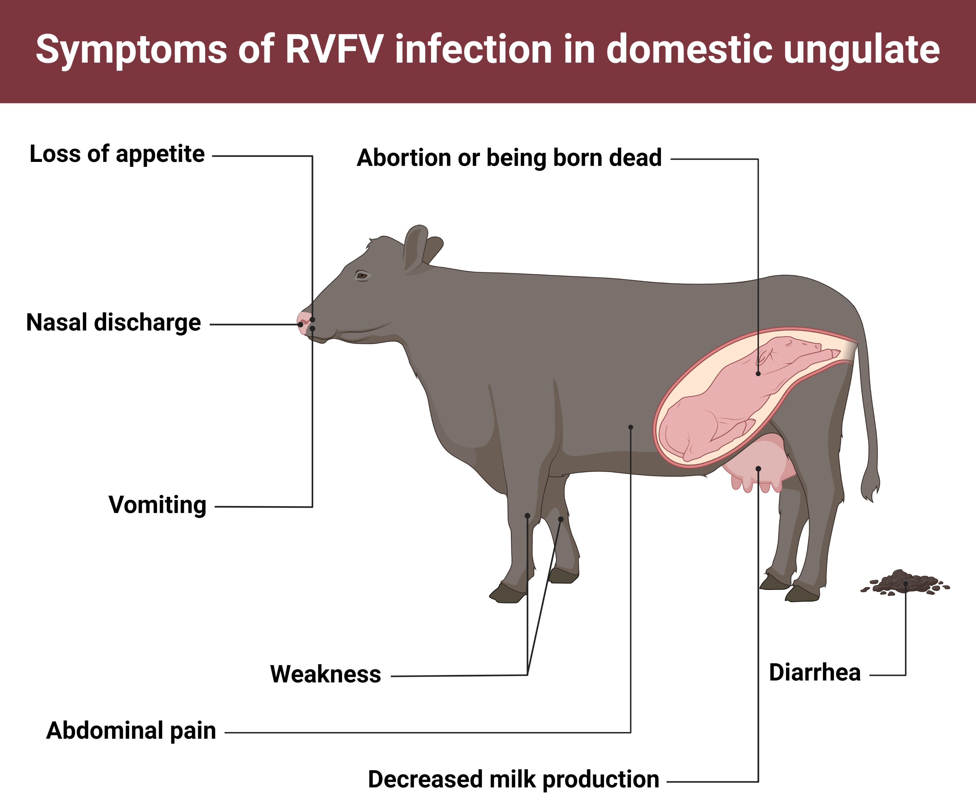 RVFV infection manifestations in domestic ungulates. 