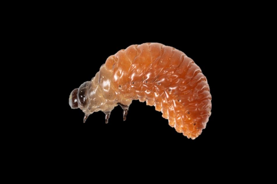 Late instar larva of Lilioceris egena.