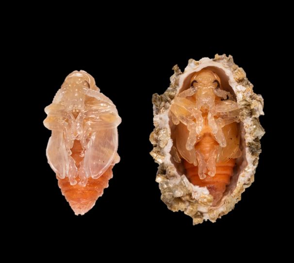 Lilioceris egena pupae. Picture on the right shows a pupa concealed within a puparium. 
