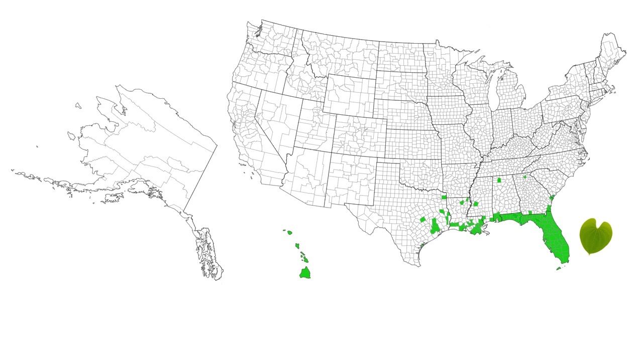 Dioscorea bulbifera L. distribution in the United States.