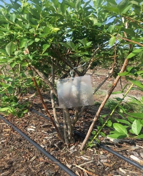 Clear sticky trap hung on blueberry bush.