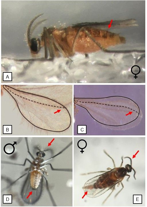 Diagnostic characteristics of BGM. (A) Abdominal view of female showing orange abdomen with stripes on tergites (upper side); (B) Wing margin of BGM with R5 vein curved upward. (C) Wing margin of Prodiplosis vaccinii (Felt) with R5 vein curved downward; (D) Forceps-like structure part of the genitalia (end of abdomen) in males, and pubescent antennae of male BGM; (E) Ovipositor and antennae of females.