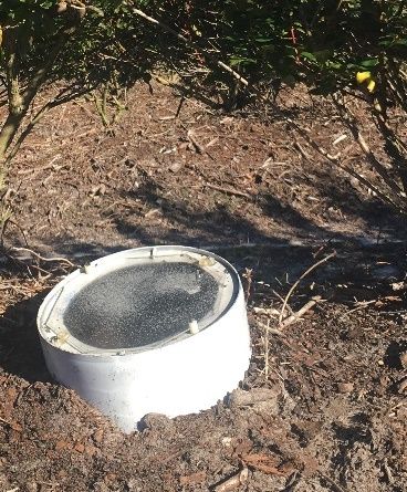 Bucket emergence trap placed under a blueberry bush. 