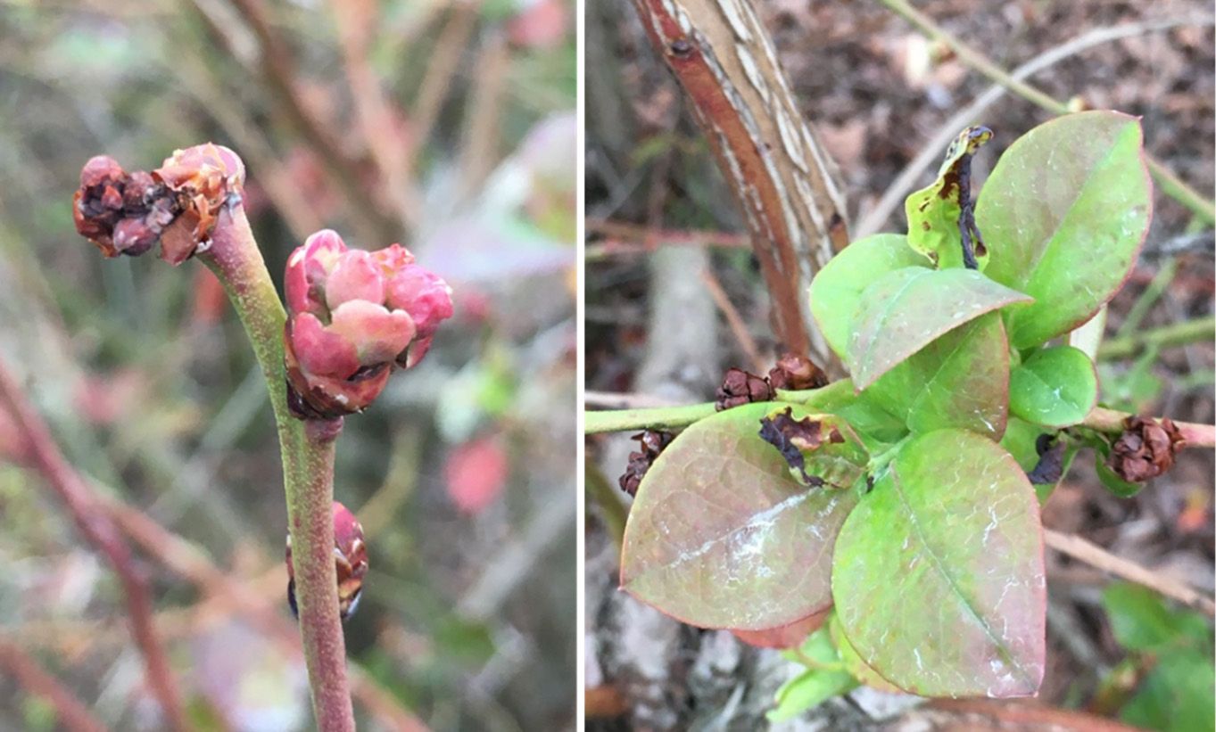 Injury to flower buds and developing leaves.