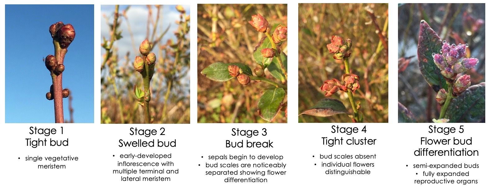 Blueberry buds in various stages of development. Spiers (1978) created a scale to describe inflorescence bud development of rabbiteye and southern highbush cultivars. The scale follows stages 1 through 5, where stage 1 is a tight bud and stage 5 shows flower bud differentiation.