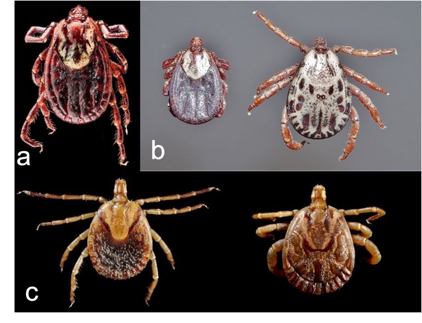 a) Female American dog tick, Dermacentor variabilis; b) Female (left) and male (right) Rocky Mountain wood tick, Dermacentor andersoni; c) Female (left) and male (right) Cayenne tick, Amblyomma cajennense. 
