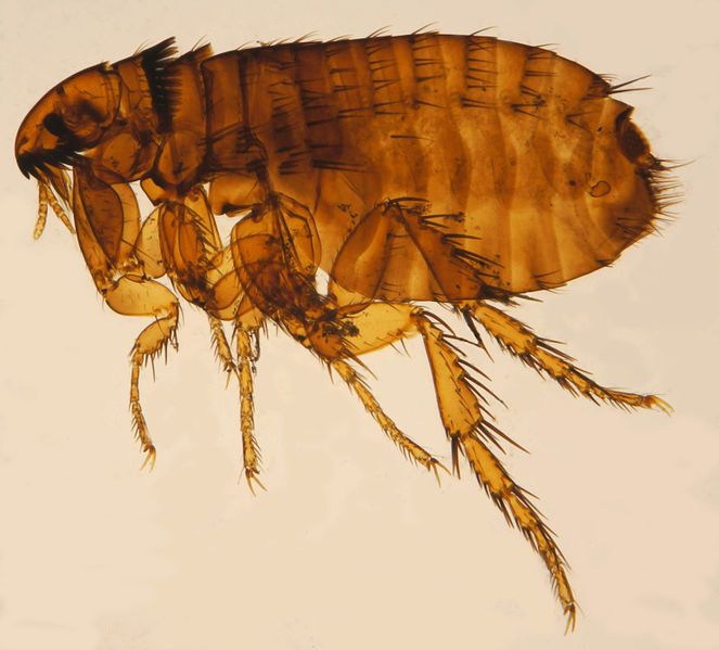 Cat flea, Ctenocephalides felis. 