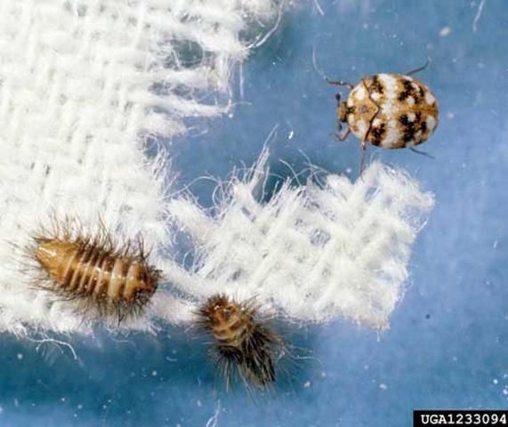 Figure 1. Larvae (lower left) and adult of the furniture carpet beetle, Anthrenus flavipes (LeConte).
