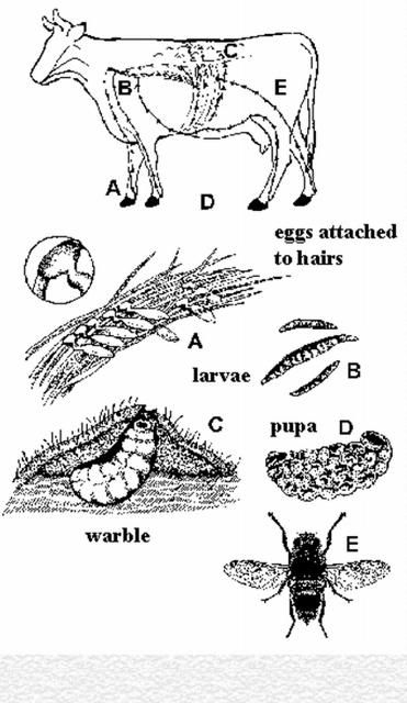 Figure 1. Life cycle of a cattle grub.