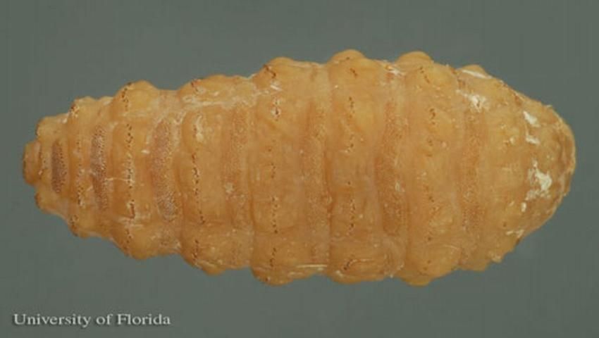 Figure 4. Larva of the common cattle grub, Hypoderma lineatum (Villers), dorsal view. The head is to the left.