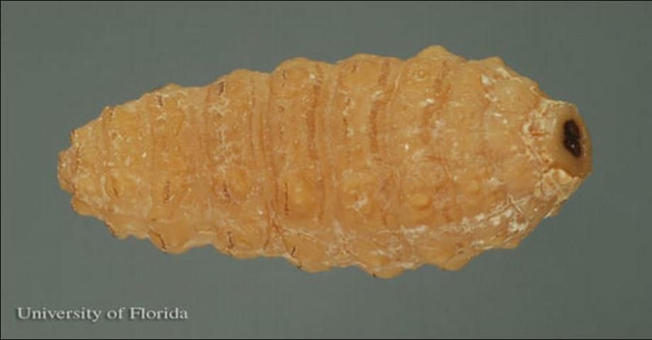 Figure 5. Larva of the common cattle grub, Hypoderma lineatum (Villers), ventral view. The head is to the left.
