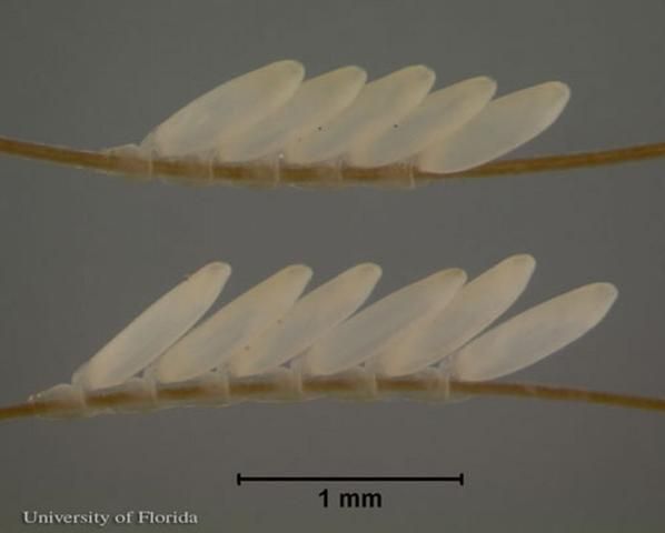 Figure 3. Eggs of the common cattle grub, Hypoderma lineatum (Villers), on cattle hairs.