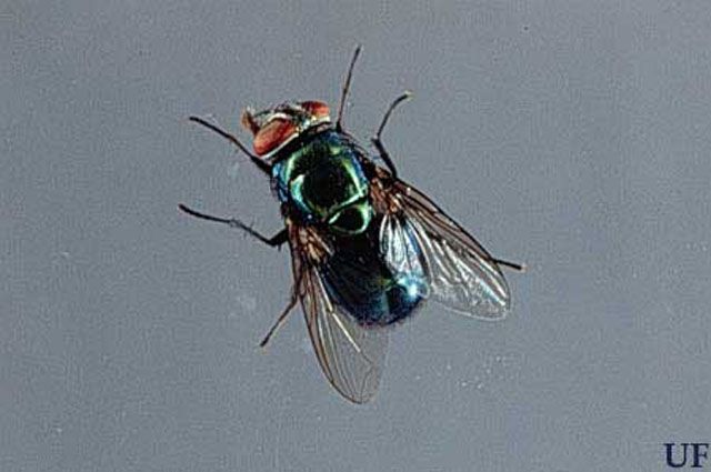 Figure 1. Adult hairy maggot blow fly, Chrysomya rufifacies (Macquart)