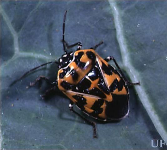 Figure 4. Adult harlequin bug, Murgantia histrionica (Hahn).
