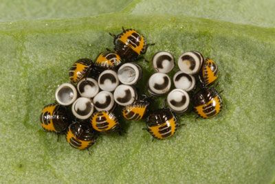 Figure 2. Eggs and nymphs of the harlequin bug, Murgantia histrionica (Hahn).