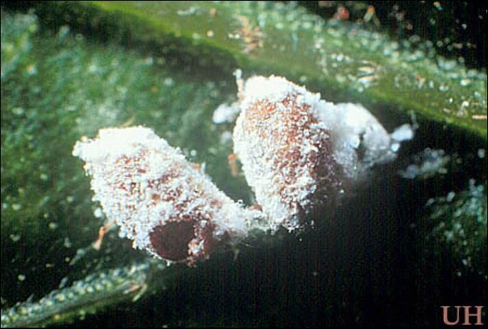 Figure 10. Two pink hibiscus mealybug, Maconellicoccus hirsutus (Green), mummies (parasitized mealybugs). Note parasitoid exit hole on the bottom left mummy.