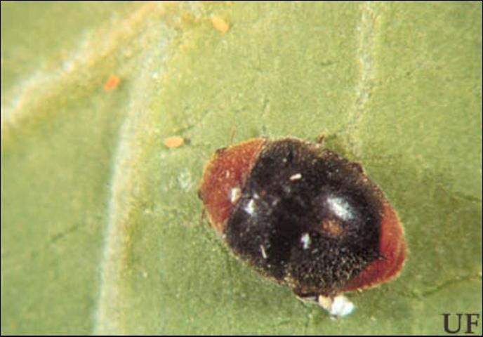 Figure 8. Predatory ladybugs, such as Cryptolaemus montrouzieri, may provide some suppression of high pink hibiscus mealybug, Maconellicoccus hirsutus (Green), pest populations, but are not expected to provide adequate control of lower populations because the beetles require large numbers of mealybugs to survive.