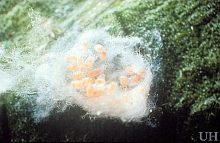 Figure 4. Freshly-laid eggs of the pink hibiscus mealybug, Maconellicoccus hirsutus (Green), are orange but become pink before they hatch.