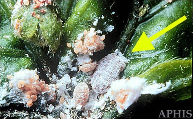 Figure 2. Adult female (arrow) and offspring of the pink hibiscus mealybug, Maconellicoccus hirsutus (Green).