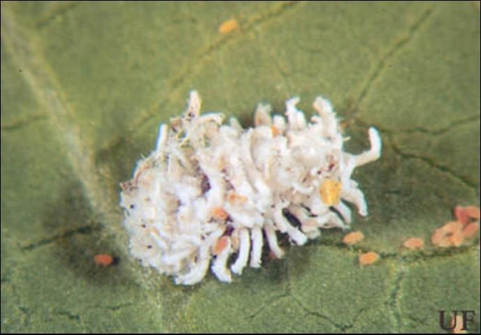 Figure 9. The Cryptolaemus larvae are covered with a white flocculent secretion and may be confused with pink hibiscus mealybugs but are important predators and should not be destroyed.
