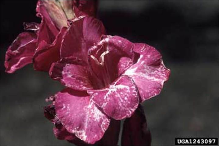 Figure 7. Flower damage caused by feeding of the gladiolus thrips, Thrips simplex (Morison).