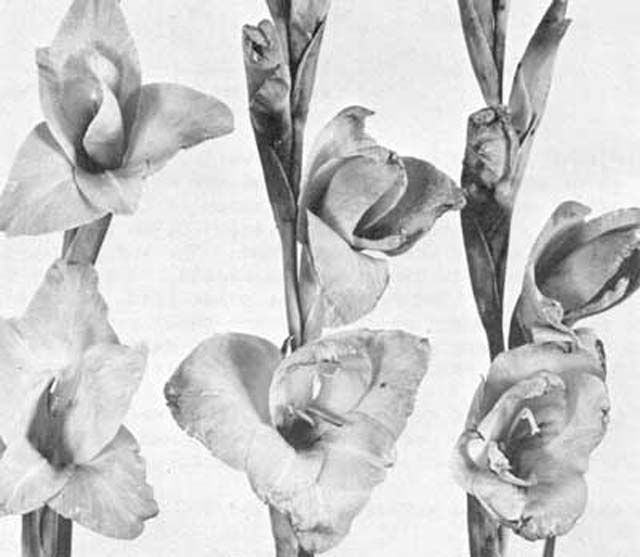 Figure 8. Gladiolus bloom damage (on right), produced by gladiolus thrips, Thrips simplex (Morison), feeding.