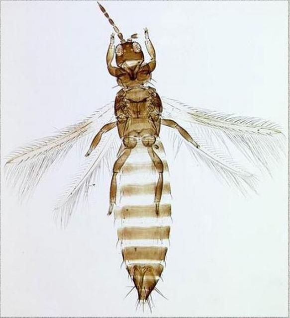 Figure 2. Ventral view of an adult female gladiolus thrips, Thrips simplex (Morison).