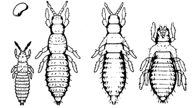 Figure 6. From left to right: egg and first larval stage, second larval stage, first pupal stage, second pupal stage.