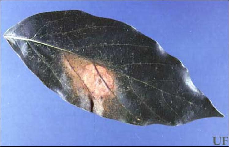Figure 3. Leaf damage caused by the avocado lace bug, Pseudacysta perseae (Heidemann).