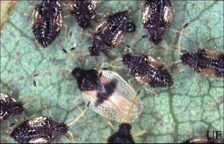 Figure 1. Adult and nymphs of the avocado lace bug, Pseudacysta perseae (Heidemann).
